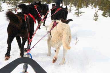 The view from the basket - watch out for the flying brown stuff.