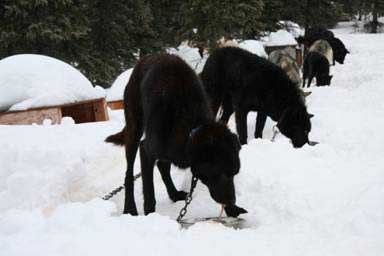 The dogs eat happily after a day of lots and lots of fun runs.