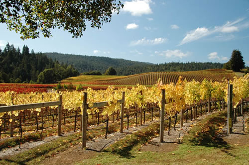 Anderson Valley Vineyards - Goldeneye Winery