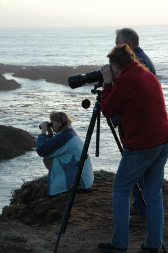 Bird watching on the coast