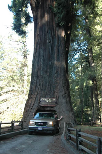 Leggett, CA drivethru tree - Chip is waving to the camera
