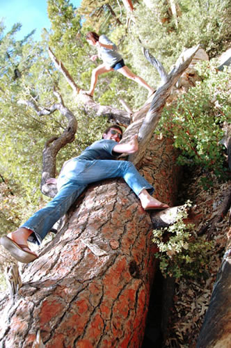 Adam and Kim tree climbing in Yosemite