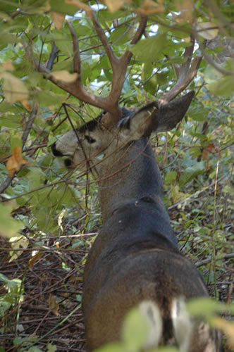 Mule deer that we almost bumped into.