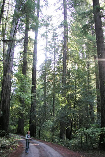 Hike in the Redwoods