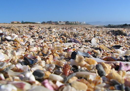 Seashells on the Wild Coast, South Africa
