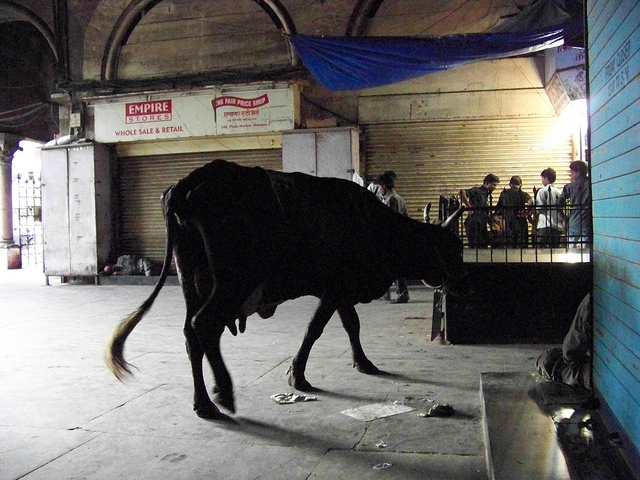 4751059598_906c4f8d7b_z