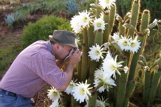 Cactus flowers of Lesotho