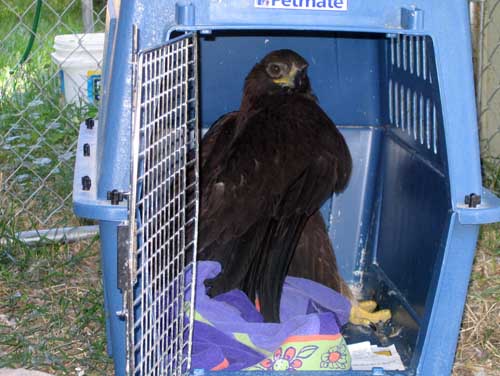 One of Julie's projects - a Golden Eagle that was injured.