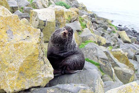 Famous fur seal of St. Paul Island