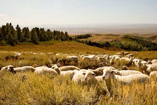 Sheep and cattle are part of southern Idaho.
