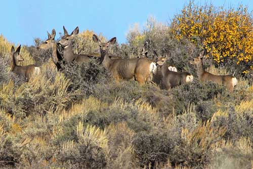 Mule deer.
