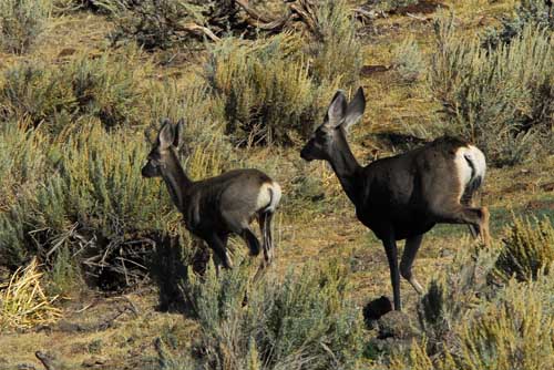 Muleys