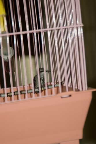 Hummingbird healing.