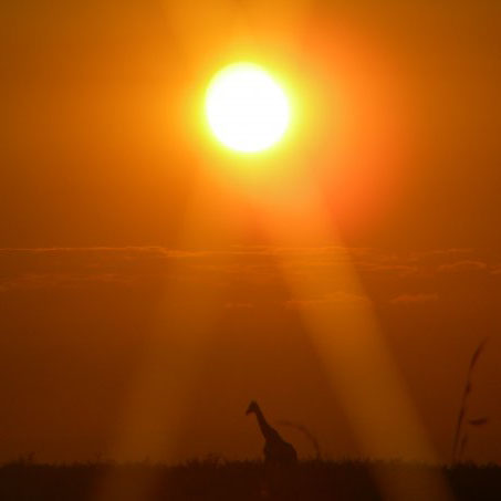 giraffe-sunset-touched