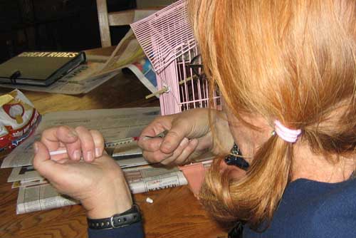 Julie feeding her injured hummingbird.
