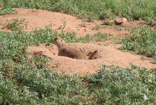 14_devils_tower-praire_dogs