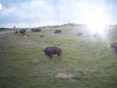 16_mt_rushmore-buffalo