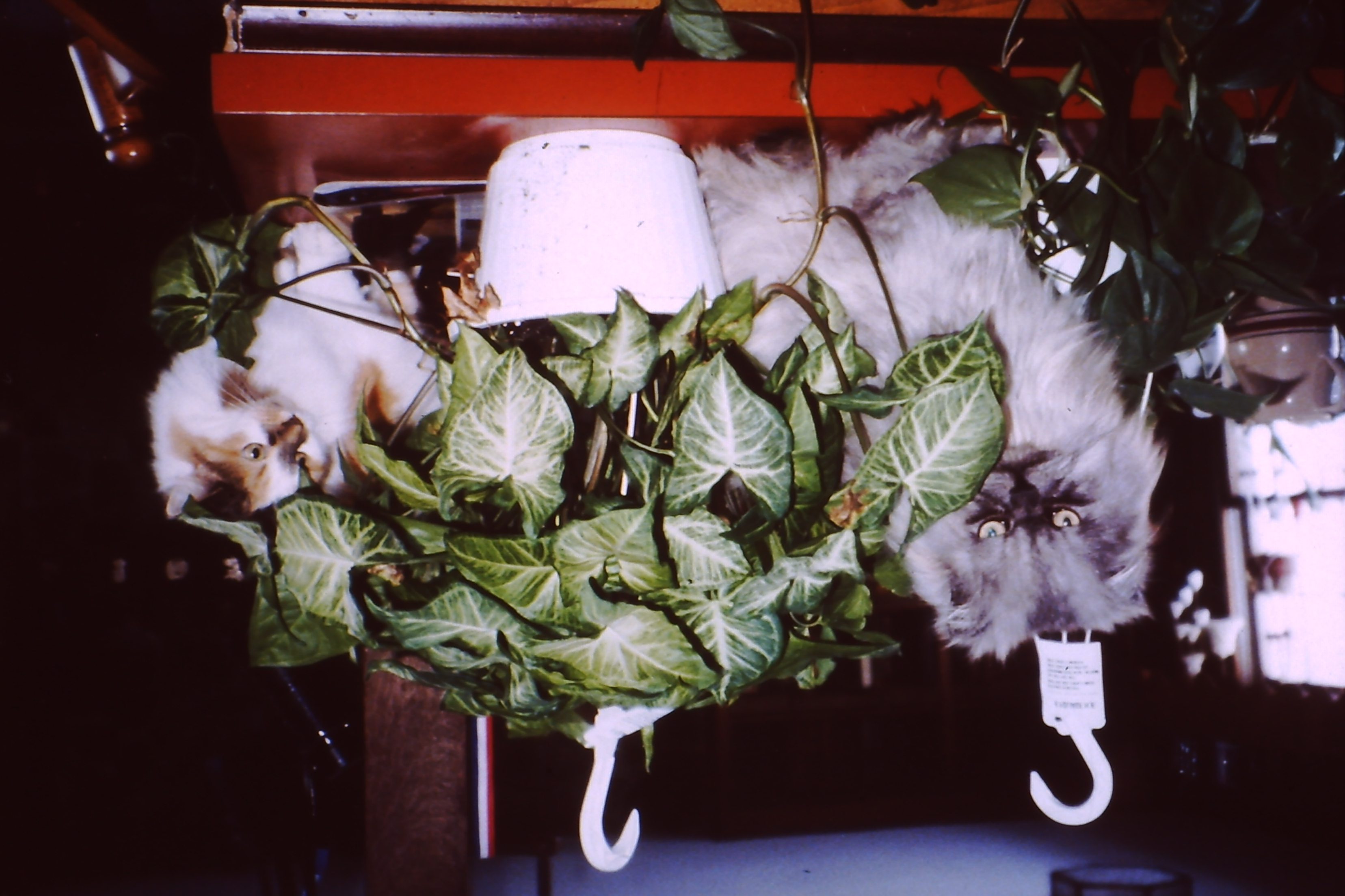 My beautiful picture